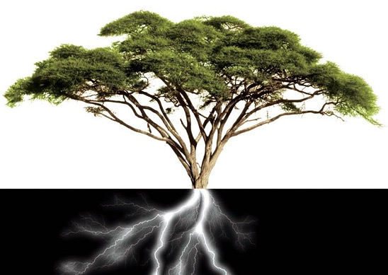 Design in Nature: How the Constructal Law Governs Evolution in Biology, Physics, Technology, and Social Organization (book cover detail)