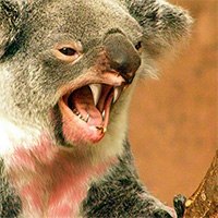 Artistic depiction of a drop bear