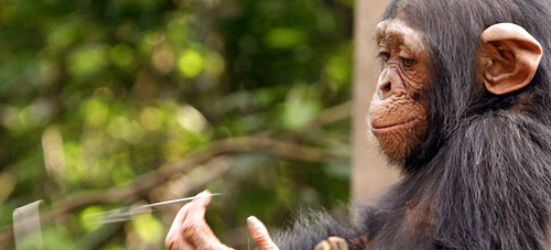 chimpanzee picking nose