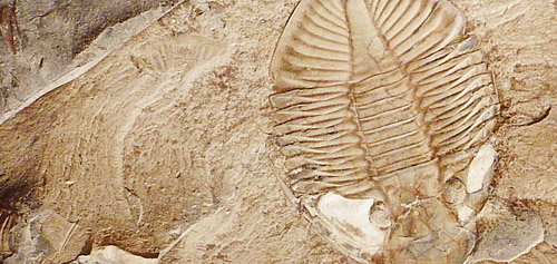 fossil image by Dave Dyet
