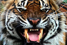 A sumatran tiger at Chester Zoo, by Brian McKay (Flickr) [CC BY 2.0], via Wikimedia Commons